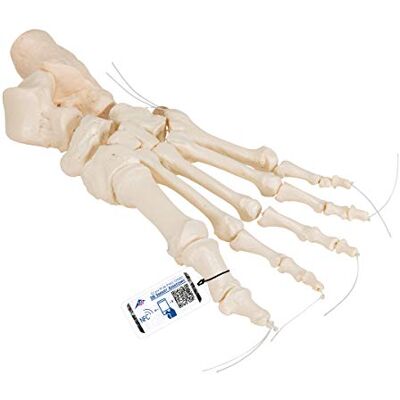 3B Scientific Squelette du Pied sur Fil de Nylon + Application anatomie gratuite 3B Smart Anatomy - Publicité 3B Scientific Squelette du Pied sur Fil de Nylon + Application anatomie gratuite 3B Smart Anatomy - Publicité