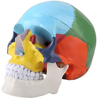 Walfront Kit de Modèle de Crâne d'Anatomie Humaine, Modèle Didactique Coloré de Modèle de Crâne Humain Adulte de Version avec Carte d'Identification pour Médical d'Enseignement - Publicité Walfront Kit de Modèle de Crâne d'Anatomie Humaine, Modèle Didactique Coloré de Modèle de Crâne Humain Adulte de Version avec Carte d'Identification pour Médical d'Enseignement - Publicité