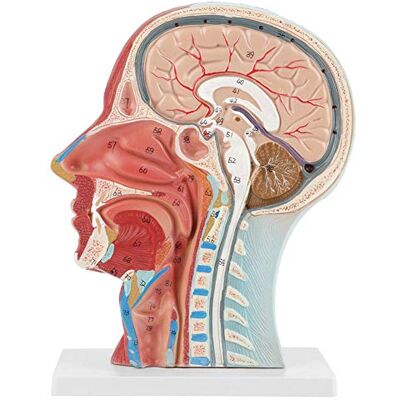 Walfront Modèle Anatomique Humain pour Moitié de Tête et Visage Modèle Médical - Publicité Walfront Modèle Anatomique Humain pour Moitié de Tête et Visage Modèle Médical - Publicité