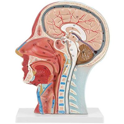 Walfront Modèle anatomique médical de tête humaine avec muscles faciaux pour études et formation en anatomie médicale - Publicité Walfront Modèle anatomique médical de tête humaine avec muscles faciaux pour études et formation en anatomie médicale - Publicité