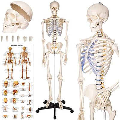 tectake ® Modèle de Squelette Humain, Grandeur Nature 181 cm, Support mobile Bras Jambes Tête Articulés & Amovibles, Zones marquées en couleur, Affiches explicatives de l'Anatomie humaine, Housse - Publicité tectake ® Modèle de Squelette Humain, Grandeur Nature 181 cm, Support mobile Bras Jambes Tête Articulés & Amovibles, Zones marquées en couleur, Affiches explicatives de l'Anatomie humaine, Housse - Publicité