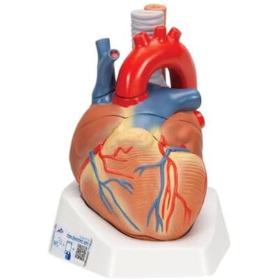 Modèle de Cœur Humain 3B Scientific - 7 pièces avec logiciel d'anatomie gratuit - Publicité Modèle de Cœur Humain 3B Scientific - 7 pièces avec logiciel d'anatomie gratuit - Publicité