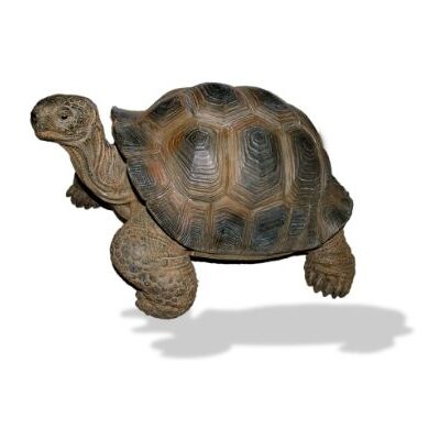 Vivid Arts Tortue Géante Réaliste Taille Moyenne (Taille D) - Publicité Vivid Arts Tortue Géante Réaliste Taille Moyenne (Taille D) - Publicité
