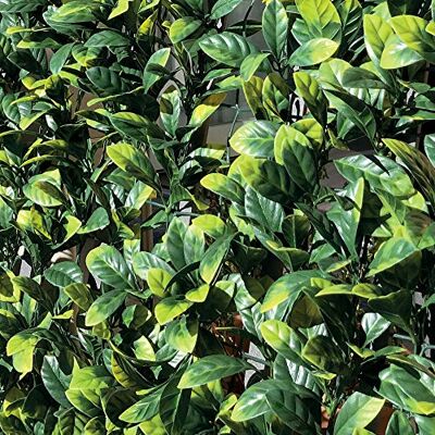 TENAX Divy 3D Plus Laurus 1,00x 3m Vert, Haie Artificielle en Feuilles de Laurier, Brise-vue Balcons et Jardins - Publicité TENAX Divy 3D Plus Laurus 1,00x 3m Vert, Haie Artificielle en Feuilles de Laurier, Brise-vue Balcons et Jardins - Publicité