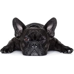 HXA DECO Affiche decoratif Bouledogue Francais, 60x40cm Made in France Made in France 60x40 - Publicité HXA DECO Affiche decoratif Bouledogue Francais, 60x40cm Made in France Made in France 60x40 - Publicité