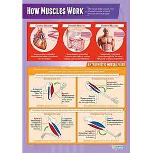 Daydream Education Les muscles Affiches d'éducation physique Papier brillant laminé mesurant 850 mm x 594 mm (format A1) Tableaux d'éducation physique pour la salle de classe - Publicité Daydream Education Les muscles Affiches d'éducation physique Papier brillant laminé mesurant 850 mm x 594 mm (format A1) Tableaux d'éducation physique pour la salle de classe - Publicité
