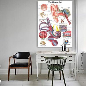 Ling88 Tableau Murale Anatomie De L'Oreille Humaine Tableaux Anatomiques Affiches Détails Toile Affiche Photos Murales Pour L'Éducation Médicale Bureau Décor À La Maison Affiches Et Impressions 50X70Cm - Publicité Ling88 Tableau Murale Anatomie De L'Oreille Humaine Tableaux Anatomiques Affiches Détails Toile Affiche Photos Murales Pour L'Éducation Médicale Bureau Décor À La Maison Affiches Et Impressions 50X70Cm - Publicité
