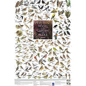 Close Up Poster laminé Oiseaux des jardins et des parcs d'Europe (60 cm x 90 cm) + 2 barres noires avec suspension - Publicité Close Up Poster laminé Oiseaux des jardins et des parcs d'Europe (60 cm x 90 cm) + 2 barres noires avec suspension - Publicité