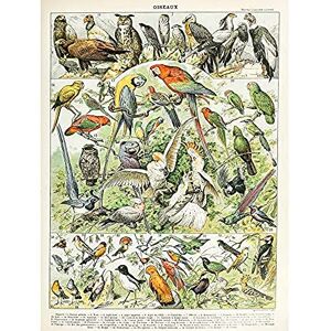 Artery8 Millot Encyclopedia Page Birds Parrots Vultures Unframed Wall Art Print Poster Home Decor Premium des Oiseaux Perroquet Mur Affiche Accueil Déco - Publicité Artery8 Millot Encyclopedia Page Birds Parrots Vultures Unframed Wall Art Print Poster Home Decor Premium des Oiseaux Perroquet Mur Affiche Accueil Déco - Publicité