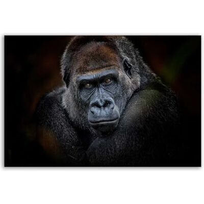 Hexoa Tableau Portrait Gorille au Regard Intense Fond Sombre Made in France 60x40 - Publicité Hexoa Tableau Portrait Gorille au Regard Intense Fond Sombre Made in France 60x40 - Publicité