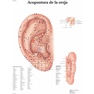3B Scientific Tableau éducatif d'acupuncture auriculaire, points d'acupuncture de l'oreille, auriculothérapie et MTC - Publicité 3B Scientific Tableau éducatif d'acupuncture auriculaire, points d'acupuncture de l'oreille, auriculothérapie et MTC - Publicité