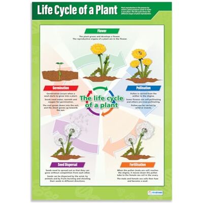 Daydream Education Cycle de vie d'une plante Affiches scientifiques Papier brillant mesurant 850mm x 594mm (A1) Graphiques Sciences pour la classe Tableaux éducatifs par - Publicité Daydream Education Cycle de vie d'une plante Affiches scientifiques Papier brillant mesurant 850mm x 594mm (A1) Graphiques Sciences pour la classe Tableaux éducatifs par - Publicité