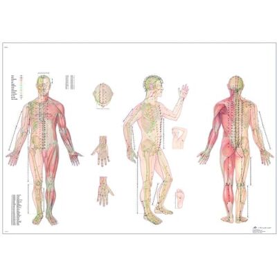 3B Scientific – Laminé Corps Acupuncture Affiche – Poster Protégé contre UV et Poussière pour Étude, Enseignement et Cliniques - Publicité 3B Scientific – Laminé Corps Acupuncture Affiche – Poster Protégé contre UV et Poussière pour Étude, Enseignement et Cliniques - Publicité