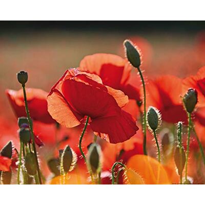 1art1 Coquelicots Poster Coquelicots Rouges, Fleurs Et Boutons Affiche Reproduction 50x40 cm - Publicité 1art1 Coquelicots Poster Coquelicots Rouges, Fleurs Et Boutons Affiche Reproduction 50x40 cm - Publicité