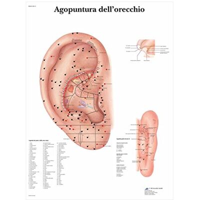 3B Scientific – Laminé Oreille Acupuncture Affiche – Poster Protégé contre UV et Poussière pour Étude, Enseignement et Cliniques - Publicité 3B Scientific – Laminé Oreille Acupuncture Affiche – Poster Protégé contre UV et Poussière pour Étude, Enseignement et Cliniques - Publicité