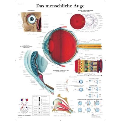 3B Scientific – Laminé Œil Humain Affiche – Poster d’Anatomie Protégé contre UV et Poussière pour Étude, Enseignement et Cliniques - Publicité 3B Scientific – Laminé Œil Humain Affiche – Poster d’Anatomie Protégé contre UV et Poussière pour Étude, Enseignement et Cliniques - Publicité