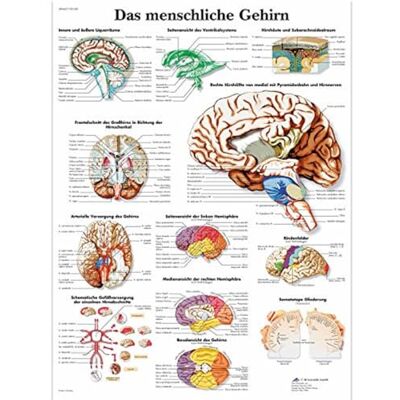 3B Scientific Affiche anatomique du cerveau humain en allemand, tableau mural pour médecine, neurologie, soins infirmiers et formation médicale - Publicité 3B Scientific Affiche anatomique du cerveau humain en allemand, tableau mural pour médecine, neurologie, soins infirmiers et formation médicale - Publicité