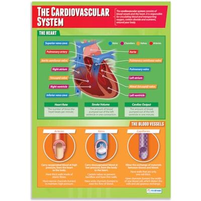 Daydream Education Système cardiovasculaire Affiches d'éducation physique Papier brillant laminé mesurant 850 mm x 594 mm (format A1) Tableaux d'éducation physique pour la salle de classe - Publicité Daydream Education Système cardiovasculaire Affiches d'éducation physique Papier brillant laminé mesurant 850 mm x 594 mm (format A1) Tableaux d'éducation physique pour la salle de classe - Publicité