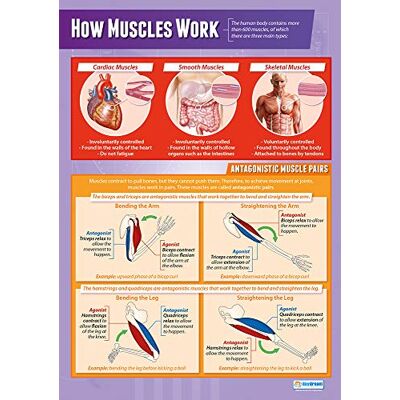 Daydream Education Les muscles Affiches d'éducation physique Papier brillant laminé mesurant 850 mm x 594 mm (format A1) Tableaux d'éducation physique pour la salle de classe - Publicité Daydream Education Les muscles Affiches d'éducation physique Papier brillant laminé mesurant 850 mm x 594 mm (format A1) Tableaux d'éducation physique pour la salle de classe - Publicité
