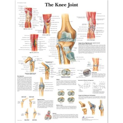 3B Scientific – Laminé Articulation du Genou Affiche – Anatomie & Pathologie – Poster Protégé contre UV et Poussière pour Étude, Enseignement et Cliniques - Publicité 3B Scientific – Laminé Articulation du Genou Affiche – Anatomie & Pathologie – Poster Protégé contre UV et Poussière pour Étude, Enseignement et Cliniques - Publicité