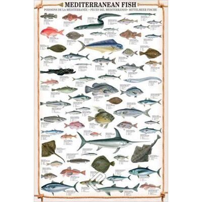 empireposter Empire Poster Mediterranean Fish + Accessoires - Publicité empireposter Empire Poster Mediterranean Fish + Accessoires - Publicité