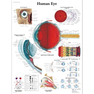 3B Scientific – Laminé Œil Humain Affiche – Poster d’Anatomie Protégé contre UV et Poussière pour Étude, Enseignement et Cliniques - Publicité 3B Scientific – Laminé Œil Humain Affiche – Poster d’Anatomie Protégé contre UV et Poussière pour Étude, Enseignement et Cliniques - Publicité