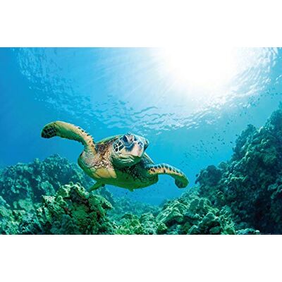 1art1 Monde Sousmarin Posters XXL Tortue De Mer Et Récif De Corail Indondé De Lumière Affiche 120x80 cm - Publicité 1art1 Monde Sousmarin Posters XXL Tortue De Mer Et Récif De Corail Indondé De Lumière Affiche 120x80 cm - Publicité