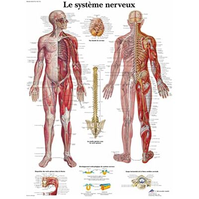 3B Scientific – Laminé Système Nerveux Humain Affiche – Poster d’Anatomie Protégé contre UV et Poussière pour Étude, Enseignement et Cliniques - Publicité 3B Scientific – Laminé Système Nerveux Humain Affiche – Poster d’Anatomie Protégé contre UV et Poussière pour Étude, Enseignement et Cliniques - Publicité