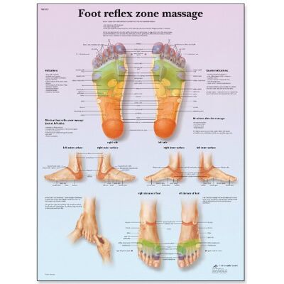 3B Scientific – Laminé Zone Réflexe du Pied Massage Affiche – Poster d’Anatomie Protégé contre UV et Poussière pour Étude, Enseignement et Cliniques - Publicité 3B Scientific – Laminé Zone Réflexe du Pied Massage Affiche – Poster d’Anatomie Protégé contre UV et Poussière pour Étude, Enseignement et Cliniques - Publicité