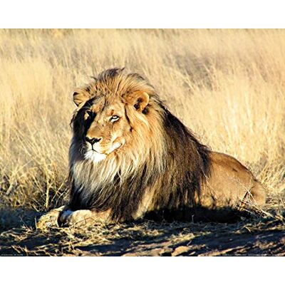 1art1 Grands Félins Poster Lion Majestueux Affiche Murale 50x40 cm - Publicité 1art1 Grands Félins Poster Lion Majestueux Affiche Murale 50x40 cm - Publicité