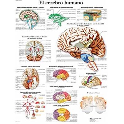 3B Scientific Affiche anatomique du cerveau humain en espagnol, tableau de neuroanatomie pour médecine, neurologie, soins infirmiers et formation médicale - Publicité 3B Scientific Affiche anatomique du cerveau humain en espagnol, tableau de neuroanatomie pour médecine, neurologie, soins infirmiers et formation médicale - Publicité