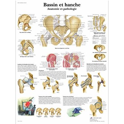 3B Scientific – Laminé Bassin & Hanche Affiche – Anatomie & Pathologie – Poster Protégé contre UV et Poussière pour Étude, Enseignement et Cliniques - Publicité 3B Scientific – Laminé Bassin & Hanche Affiche – Anatomie & Pathologie – Poster Protégé contre UV et Poussière pour Étude, Enseignement et Cliniques - Publicité