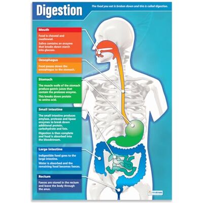 Daydream Education Digestion Affiches scientifiques Papier brillant laminé mesurant 850 mm x 594 mm (A1) Tableaux scientifiques pour la salle de classe Tableaux éducatifs - Publicité Daydream Education Digestion Affiches scientifiques Papier brillant laminé mesurant 850 mm x 594 mm (A1) Tableaux scientifiques pour la salle de classe Tableaux éducatifs - Publicité