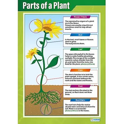 Daydream Education Parties d'une plante Affiches scientifiques Papier laminé brillant mesurant 850 mm x 594 mm (A1) Graphiques scientifiques pour la salle de classe Tableaux éducatifs par - Publicité Daydream Education Parties d'une plante Affiches scientifiques Papier laminé brillant mesurant 850 mm x 594 mm (A1) Graphiques scientifiques pour la salle de classe Tableaux éducatifs par - Publicité