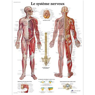 3B Scientific Affiche anatomique du système nerveux humain en français, tableau du système nerveux pour médecine, soins infirmiers et formation médicale - Publicité 3B Scientific Affiche anatomique du système nerveux humain en français, tableau du système nerveux pour médecine, soins infirmiers et formation médicale - Publicité