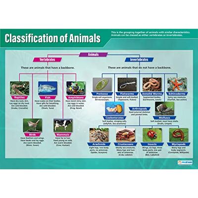 Daydream Education Classification des animaux Affiches scientifiques Papier brillant mesurant 850mm x 594mm (A1) Graphiques scientifiques pour la salle de classe Tableaux éducatifs par - Publicité Daydream Education Classification des animaux Affiches scientifiques Papier brillant mesurant 850mm x 594mm (A1) Graphiques scientifiques pour la salle de classe Tableaux éducatifs par - Publicité