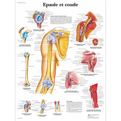 3B Scientific – Laminé Épaule & Coude Affiche – Anatomie & Pathologie – Poster Protégé contre UV et Poussière pour Étude, Enseignement et Cliniques - Publicité 3B Scientific – Laminé Épaule & Coude Affiche – Anatomie & Pathologie – Poster Protégé contre UV et Poussière pour Étude, Enseignement et Cliniques - Publicité