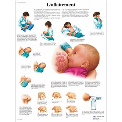 3B Scientific – Tableau Laminé de l’Allaitement – Affiche d’Anatomie Protégée contre les UV et la Poussière pour Étude, Enseignement & Cliniques - Publicité 3B Scientific – Tableau Laminé de l’Allaitement – Affiche d’Anatomie Protégée contre les UV et la Poussière pour Étude, Enseignement & Cliniques - Publicité