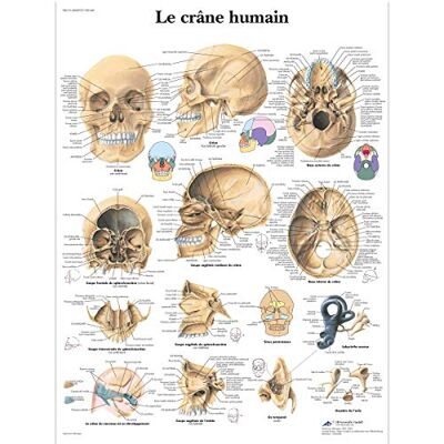3B Scientific Affiche anatomique du crâne humain, os crâniens et structure du crâne pour médecine, dentisterie et soins infirmiers - Publicité 3B Scientific Affiche anatomique du crâne humain, os crâniens et structure du crâne pour médecine, dentisterie et soins infirmiers - Publicité