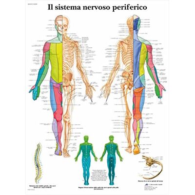 3B Scientific Affiche anatomique du système nerveux périphérique en italien, nerfs périphériques pour médecine, soins infirmiers et formation médicale - Publicité 3B Scientific Affiche anatomique du système nerveux périphérique en italien, nerfs périphériques pour médecine, soins infirmiers et formation médicale - Publicité
