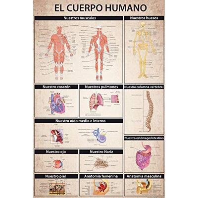1art1 Le Corps Humain Poster El Cuerpo Humano Affiche Murale 91x61 cm - Publicité 1art1 Le Corps Humain Poster El Cuerpo Humano Affiche Murale 91x61 cm - Publicité