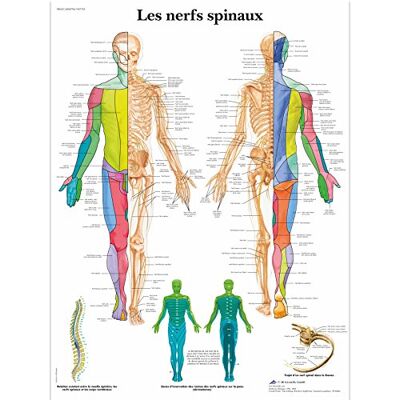 3B Scientific – Laminé Nerfs Spinaux Affiche – Poster d’Anatomie Protégé contre UV et Poussière pour Étude, Enseignement et Cliniques - Publicité 3B Scientific – Laminé Nerfs Spinaux Affiche – Poster d’Anatomie Protégé contre UV et Poussière pour Étude, Enseignement et Cliniques - Publicité