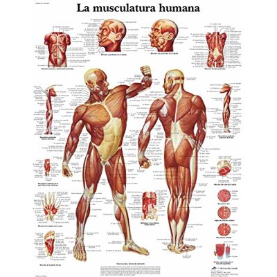 3B Scientific – Laminé Musculature Humaine Affiche – Poster d’Anatomie Protégé contre UV et Poussière pour Étude, Enseignement et Cliniques - Publicité 3B Scientific – Laminé Musculature Humaine Affiche – Poster d’Anatomie Protégé contre UV et Poussière pour Étude, Enseignement et Cliniques - Publicité