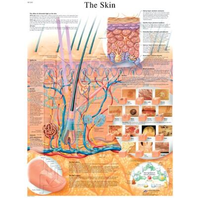 3B Scientific – Laminé Peau Humaine Affiche – Poster d’Anatomie Protégé contre UV et Poussière pour Étude, Enseignement et Cliniques - Publicité 3B Scientific – Laminé Peau Humaine Affiche – Poster d’Anatomie Protégé contre UV et Poussière pour Étude, Enseignement et Cliniques - Publicité