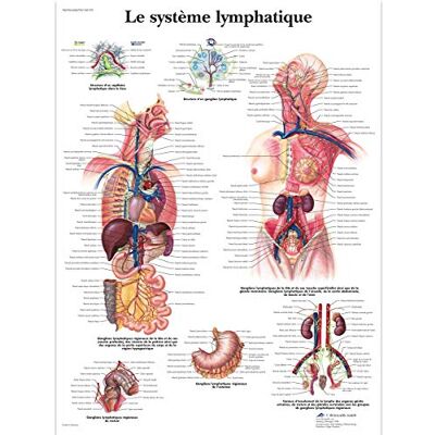 3B Scientific – Laminé Système Lymphatique Humain Affiche – Poster d’Anatomie Protégé contre UV et Poussière pour Étude, Enseignement et Cliniques - Publicité 3B Scientific – Laminé Système Lymphatique Humain Affiche – Poster d’Anatomie Protégé contre UV et Poussière pour Étude, Enseignement et Cliniques - Publicité
