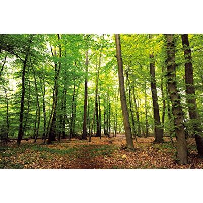 1art1 Forêts Poster Forêt du Silence Affiche Murale 91x61 cm - Publicité 1art1 Forêts Poster Forêt du Silence Affiche Murale 91x61 cm - Publicité