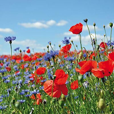 1art1 Fleurs Poster Pré De Fleurs Sauvages avec Bleuets Et Coquelicots Affiche Reproduction 70x70 cm - Publicité 1art1 Fleurs Poster Pré De Fleurs Sauvages avec Bleuets Et Coquelicots Affiche Reproduction 70x70 cm - Publicité