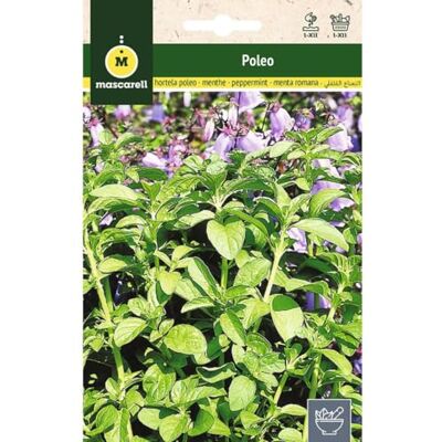 M MASCARELL SEMILLAS DESDE 1920 Mascarell Graines de menthe poivrée et de poulie Graines d'herbes aromatiques à planter Créez votre propre potager à la maison 0,2 g - Publicité M MASCARELL SEMILLAS DESDE 1920 Mascarell Graines de menthe poivrée et de poulie Graines d'herbes aromatiques à planter Créez votre propre potager à la maison 0,2 g - Publicité