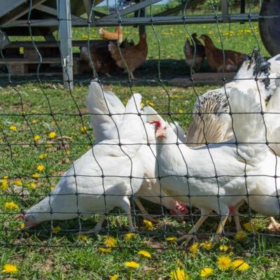 horizont strongLine clôture pour poules de 25m de long et 120cm de haut Clôture pour volailles avec électricité 9 piquets en fibre de verre avec double pointe - Publicité horizont strongLine clôture pour poules de 25m de long et 120cm de haut Clôture pour volailles avec électricité 9 piquets en fibre de verre avec double pointe - Publicité