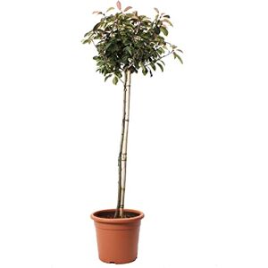 Kentis Photinia × Fraseri Red Robin Plantes de Haie Sempervirentes Vraies Plantes d'Extérieur Résistantes 1/2 Tige Pot Ø 30 cm - Publicité Kentis Photinia × Fraseri Red Robin Plantes de Haie Sempervirentes Vraies Plantes d'Extérieur Résistantes 1/2 Tige Pot Ø 30 cm - Publicité